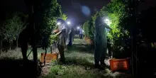 I Barisei: vendemmia notturna per tutelare chi lavora nei filari