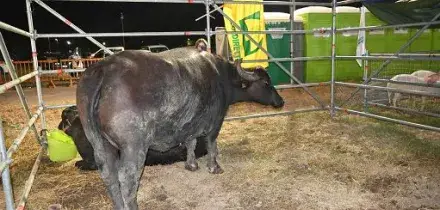 Coldiretti: Filiera bufalina solida ed in crescita continua