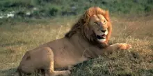 Leone, Wwf: dall&rsquo;India un segnale di speranza, nel Gurajat +32%