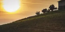 R&eacute;va Winery: per la prima volta vendemmiamo prima di Ferragosto