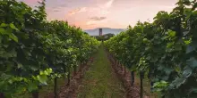 &rdquo;Festival Franciacorta in Cantina&rdquo;: a settembre il vino torna al centro