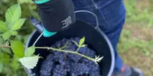 Vendemmia turistico-didattica: in FVG 7 Cantine aprono le vigne