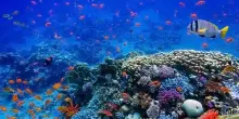 Nuovo record delle temperature di mari e oceani