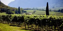 Consorzio Doc Delle Venezie: vendemmia con rese ridotte a 160 q.