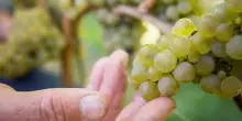In Alto Adige vendemmia con anticipo record: prime uve gi&agrave; in Cantina