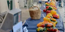 Dal 28 agosto la &ldquo;Fiera Nazionale del Peperone di Carmagnola&rdquo;