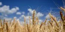 Grano, Coldiretti Puglia contro Casillo. Nuove proteste su importazioni