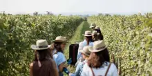 Dal 5 settembre Buglioni apre al pubblico vendemmia in Valpolicella