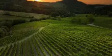 Il Pinot Nero &egrave; stato il vitigno pi&ugrave; piantato nel 2026 in Oltrep&ograve;