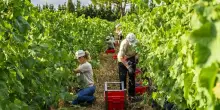 Monteverro: vendemmia segnata da forti differenze tra le vigne