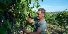 Prima vendemmia sperimentale di Piwi all&rsquo;Istituto Agrario di Scerni