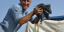 A Pachino nasce il &ldquo;Cammino del vino&rdquo; per la Festa della vendemmia