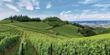 Derthona Timorasso: 1,75 mln di bottiglie e domanda in crescita