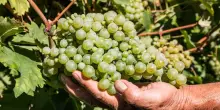 Cantina Rauscedo: con la vendemmia al via nuove selezioni in vigneto