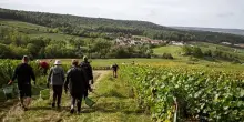 Vendemmia in Champagne: record di precocit&agrave;, rese basse, uva bella