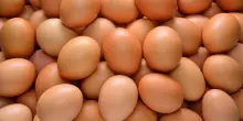 Gruppo V&eacute;g&eacute; abbandona uova galline in gabbia, svolta in Gdo Italia