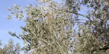 Donne olivicoltura mediterranea con Fao a Campagna Amica Bari