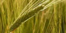 Birra, il 16 settembre stime Coldiretti raccolto orzo tricolore