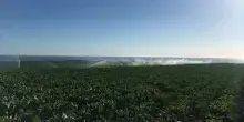 Agricoltura, da Regione Sicilia 61,7 mln per sostegno a biologico