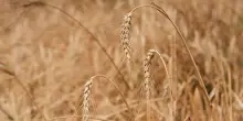 In Sardegna patto di Nuraminis per la rinascita del grano duro