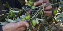 Aifo: bene proroga norma &lsquo;sei ore&rsquo;, ora soluzione definitiva