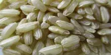 Scoperta maxi frode in commercio nel riso biologico nel pavese