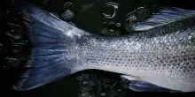 Nascono le Consulte pesca e acquacoltura di Coldiretti