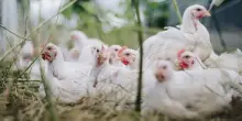 Da Efsa e Ue vademecum per ridurre rischio influenza aviaria