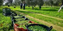 Coldiretti: domani scatta la raccolta delle olive in Puglia