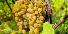 Cambio di stagione nei mercati all&rsquo;ingrosso: inizia l&rsquo;autunno
