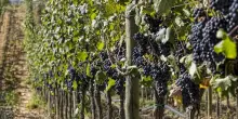 Consorzio Montecucco: qualit&agrave; alta ma rese in calo tra 10 e 15%