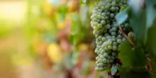 Tenute Frescobaldi: la vendemmia cambia volto da Pomino alla Maremma