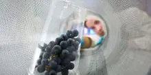 Vino, Fondazione Mach crea il primo atlante metabolomico dell&rsquo;uva
