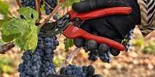 Primitivo di Manduria: pi&ugrave; bottiglie ma nodo resta il valore