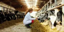 R. Sardegna porta in Comagri danni dermatite nodulare bovina