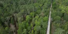 Regione Lombardia approva legge per la tutela delle foreste