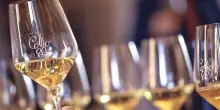 &rdquo;Collio Evolution&rdquo; torna dal 24 al 26 ottobre con il Pinot Grigio