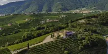 Vino, Canevel da 10 anni nel Gruppo Masi: business raddoppiato