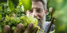 Vendemmia 2026: 12 Cantine italiane raccontano il clima che cambia