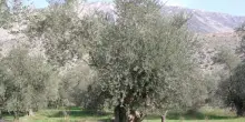 Fino al 27 Green Florence: Confagri trasforma citt&agrave; in giardino