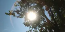Olio d&rsquo;oliva, sostegno da riserva agricola? Hansen: non quest&rsquo;anno
