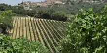 Vendemmia in Val di Cornia: uve ricche, espressive ed equilibrate