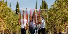 &rdquo;Profumi di Mosto&rdquo; compie 25 anni: in Valt&egrave;nesi 24 Cantine aperte