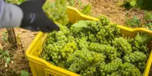 Terre d&rsquo;Aenor: raccolti 3.500 q., saranno vini strutturati e ricchi