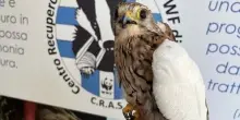 Caccia, Wwf: il triste bilancio di una stagione appena aperta