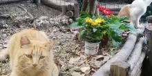Roma, alla colonia I Gatti della Piramide al via il Cat Adoption Day