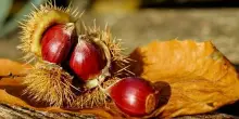 Raccolta castagne crolla di oltre il 90% in Puglia