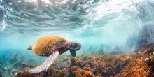 Wwf: in 52 anni popolazioni specie selvatiche calate del 73%