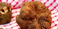 Da 10 ottobre la 63esima fiera del tartufo a Sant&rsquo;Angelo in Vado