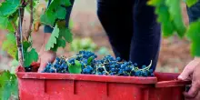 Cantina di Venosa: vendemmia anticipata di 20 giorni ma qualit&agrave; alta